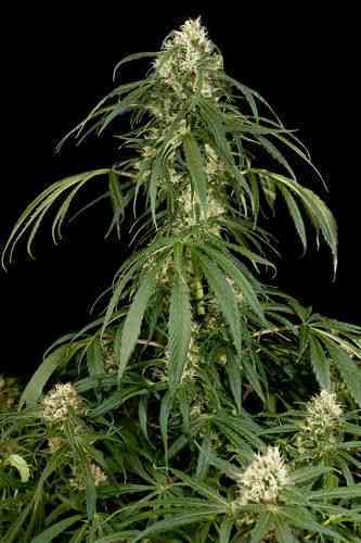 Super Silver > Dinafem Seeds | Feminisierte Hanfsamen  |  Sativa